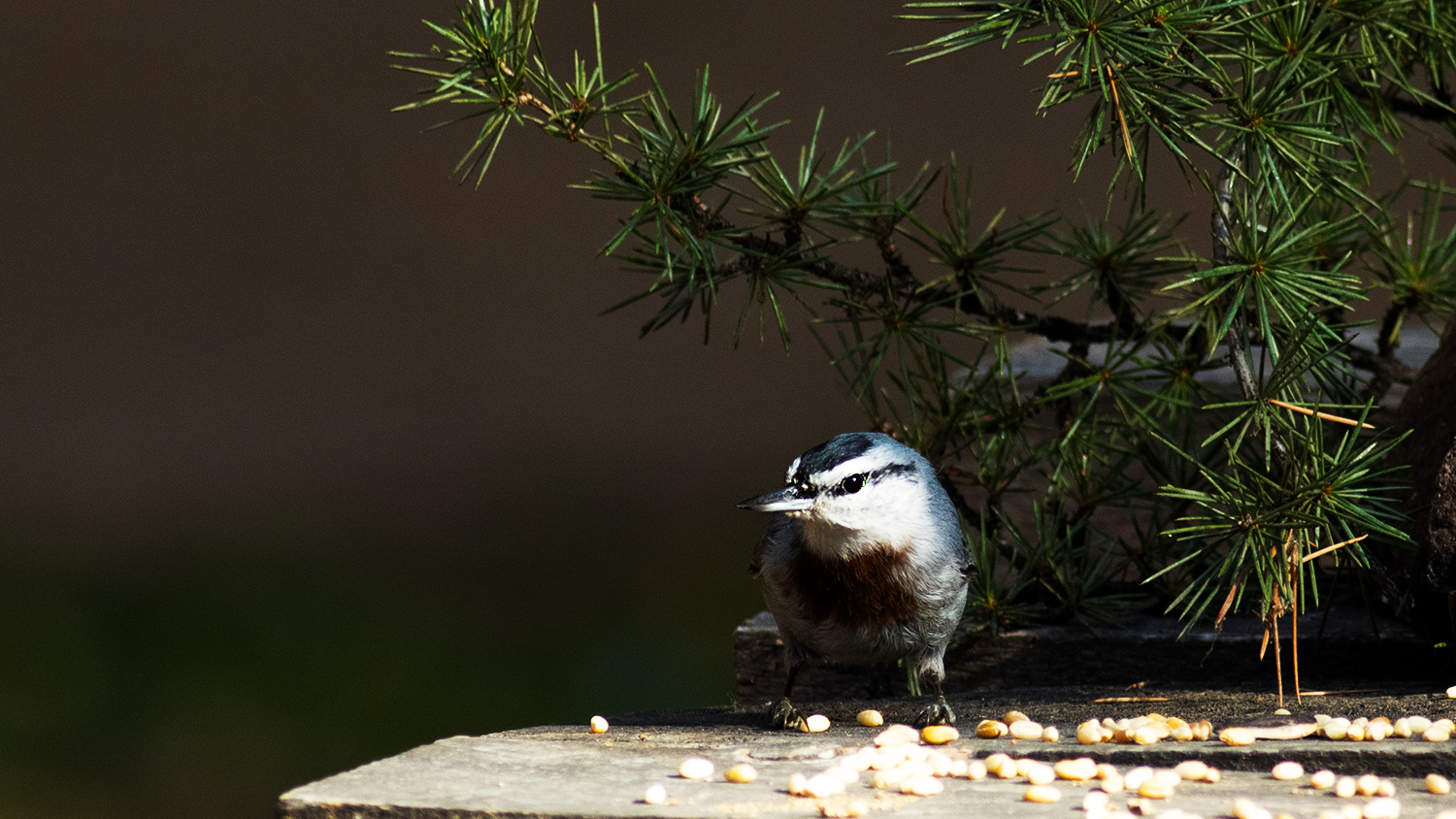 Krüper's Nuthatch